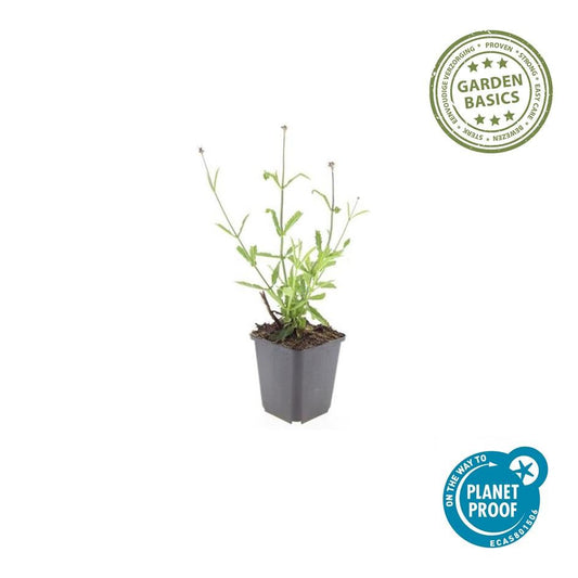 Hohes Eisenkraut Verbena bonariensis 'Lollipop' – ↕10-25cm – Ø9cm – Lilafarbene Blüten – Langblühend – Pflegeleicht