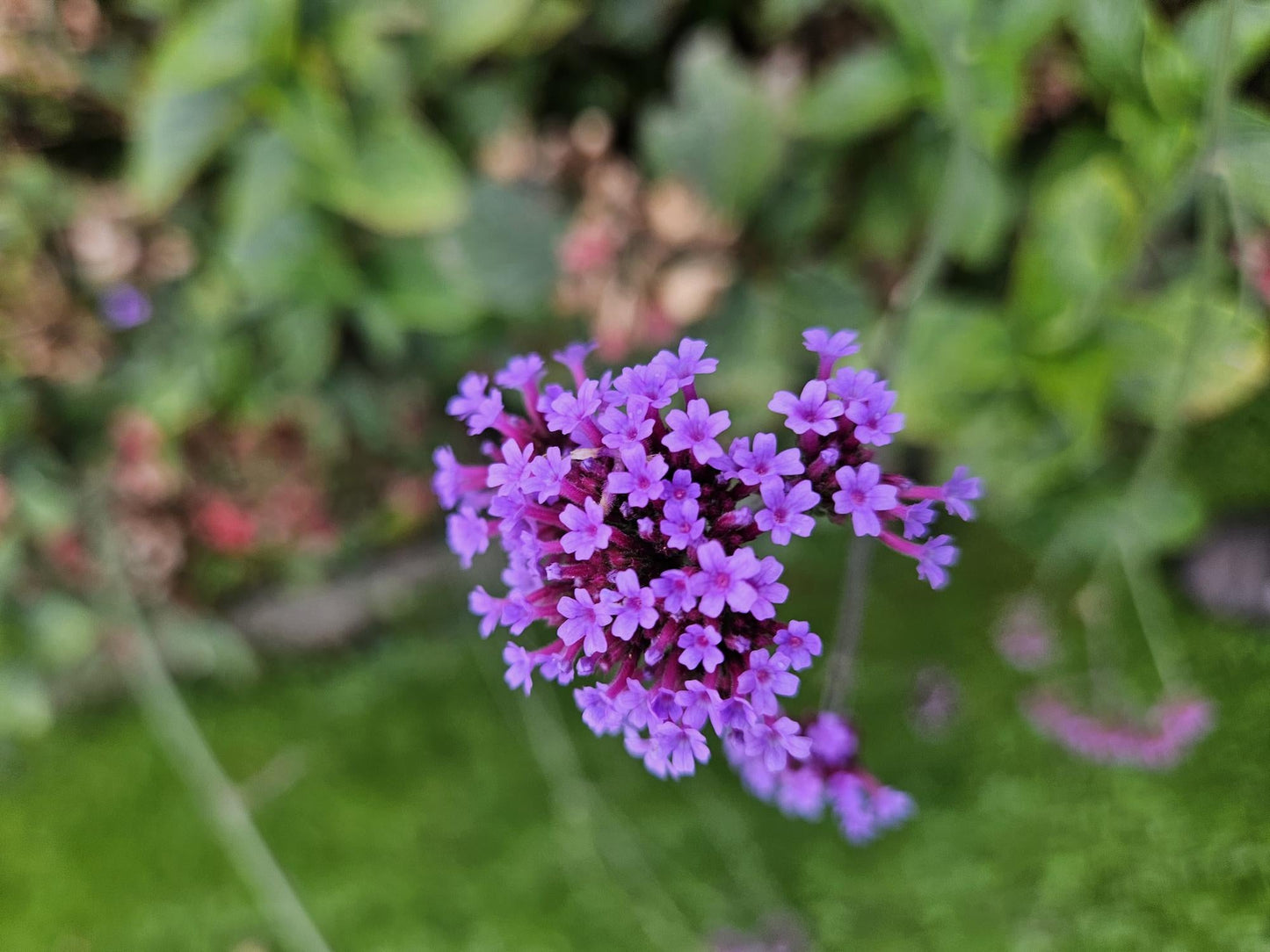 Hohes Eisenkraut Verbena bonariensis 'Lollipop' – ↕10-25cm – Ø9cm – Lilafarbene Blüten – Langblühend – Pflegeleicht