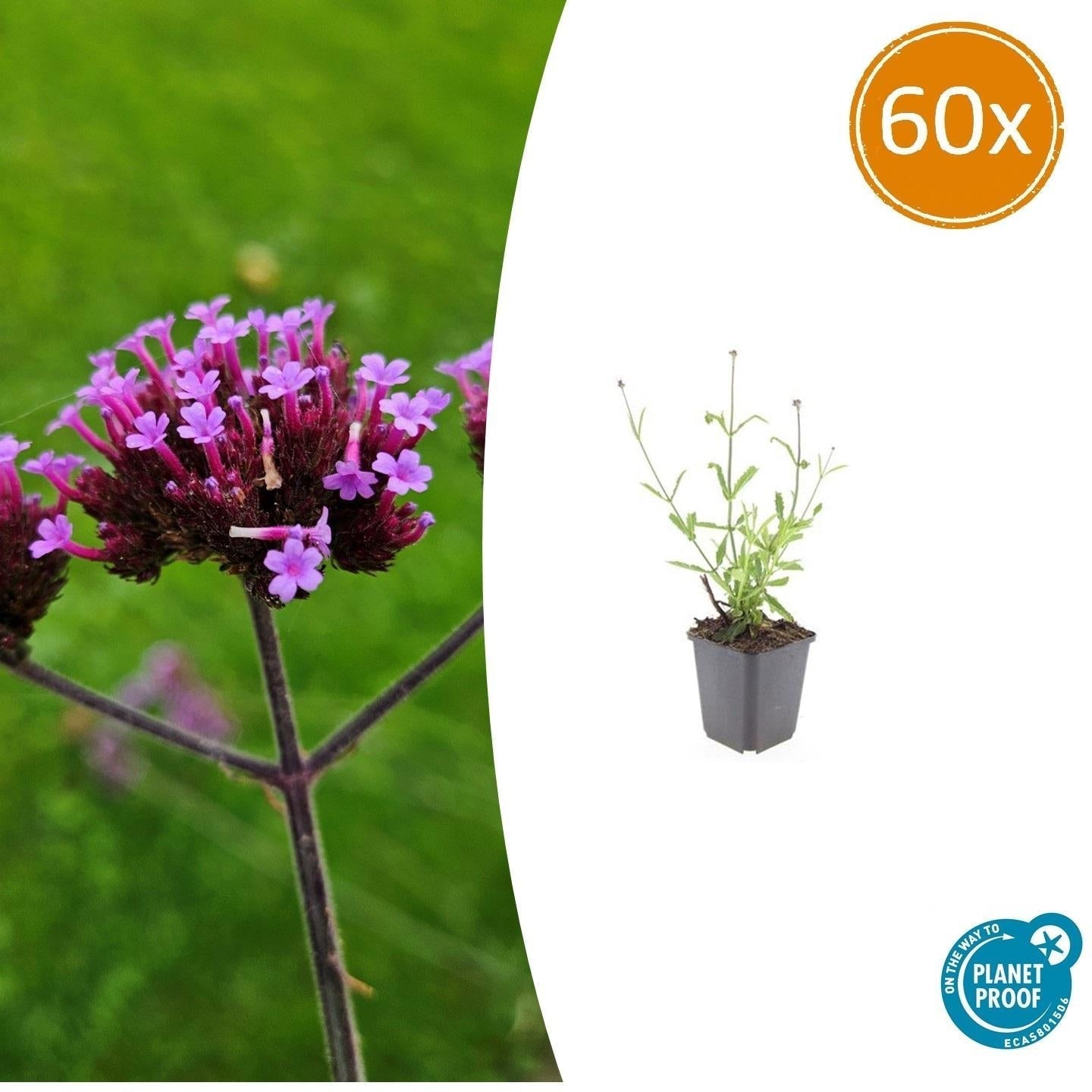 Hohes Eisenkraut Verbena bonariensis 'Lollipop' – ↕10-25cm – Ø9cm – Lilafarbene Blüten – Langblühend – Pflegeleicht