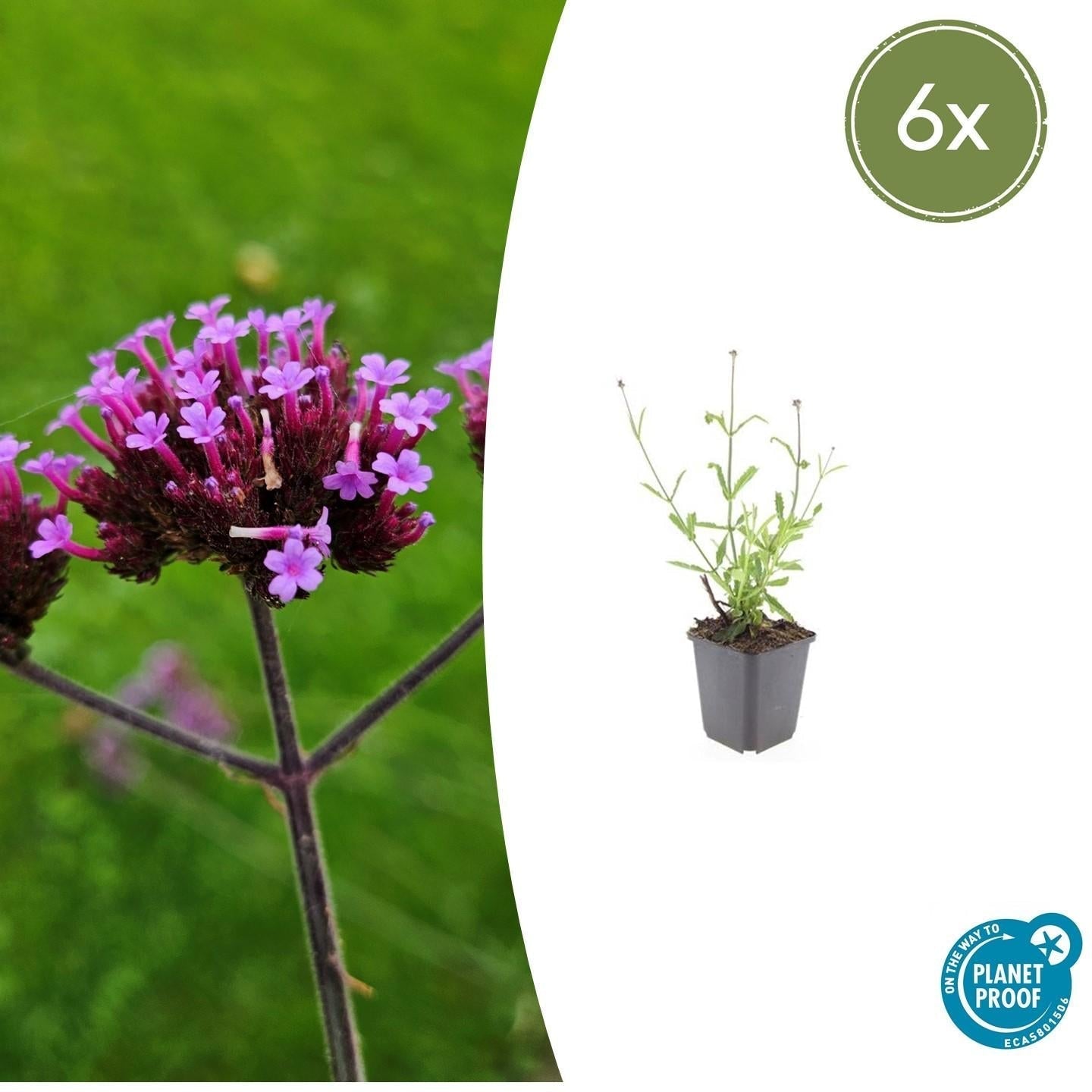 Hohes Eisenkraut Verbena bonariensis 'Lollipop' – ↕10-25cm – Ø9cm – Lilafarbene Blüten – Langblühend – Pflegeleicht
