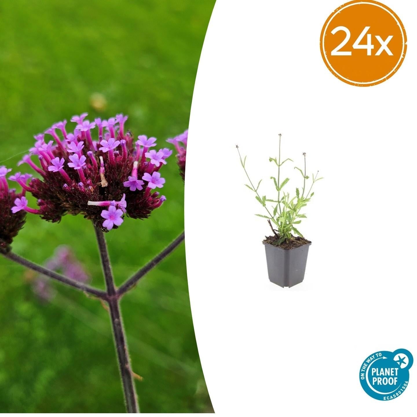 Hohes Eisenkraut Verbena bonariensis 'Lollipop' – ↕10-25cm – Ø9cm – Lilafarbene Blüten – Langblühend – Pflegeleicht
