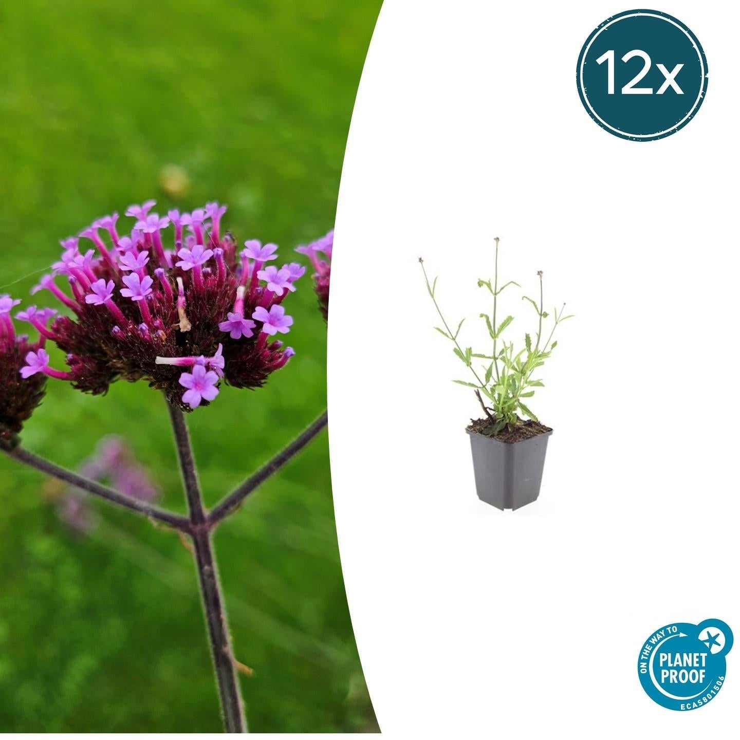 Hohes Eisenkraut Verbena bonariensis 'Lollipop' – ↕10-25cm – Ø9cm – Lilafarbene Blüten – Langblühend – Pflegeleicht