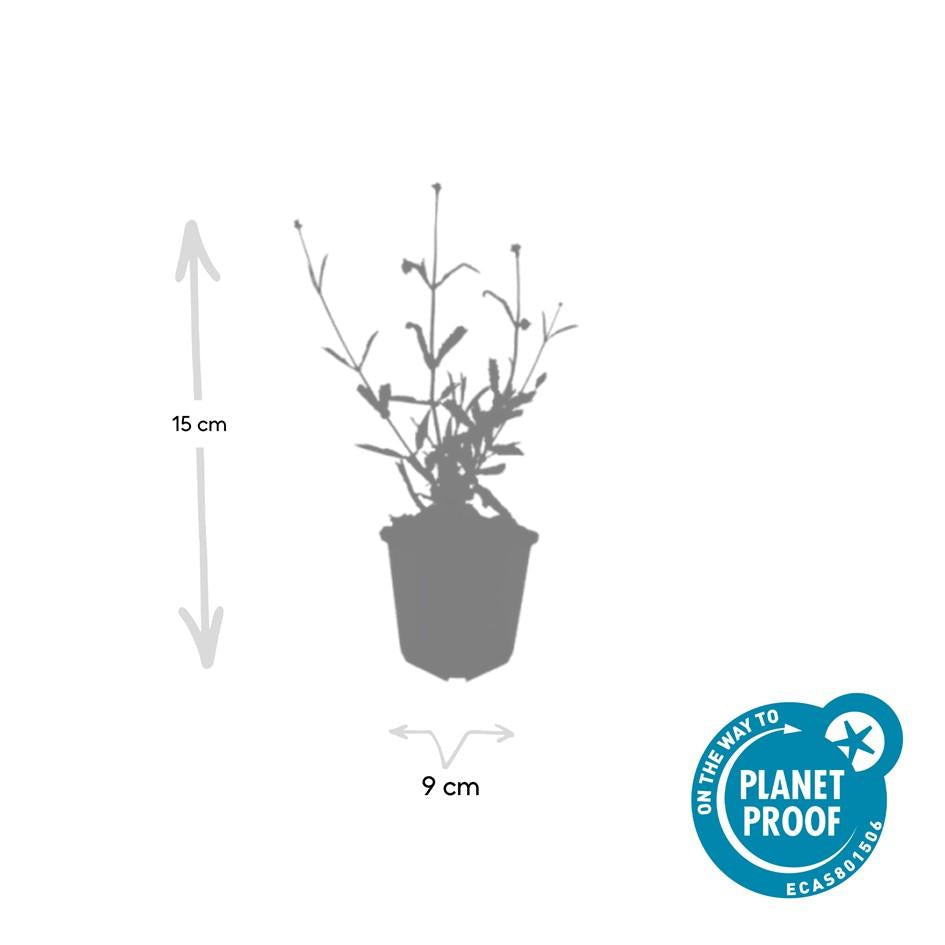 Hohes Eisenkraut Verbena bonariensis 'Lollipop' – ↕10-25cm – Ø9cm – Lilafarbene Blüten – Langblühend – Pflegeleicht