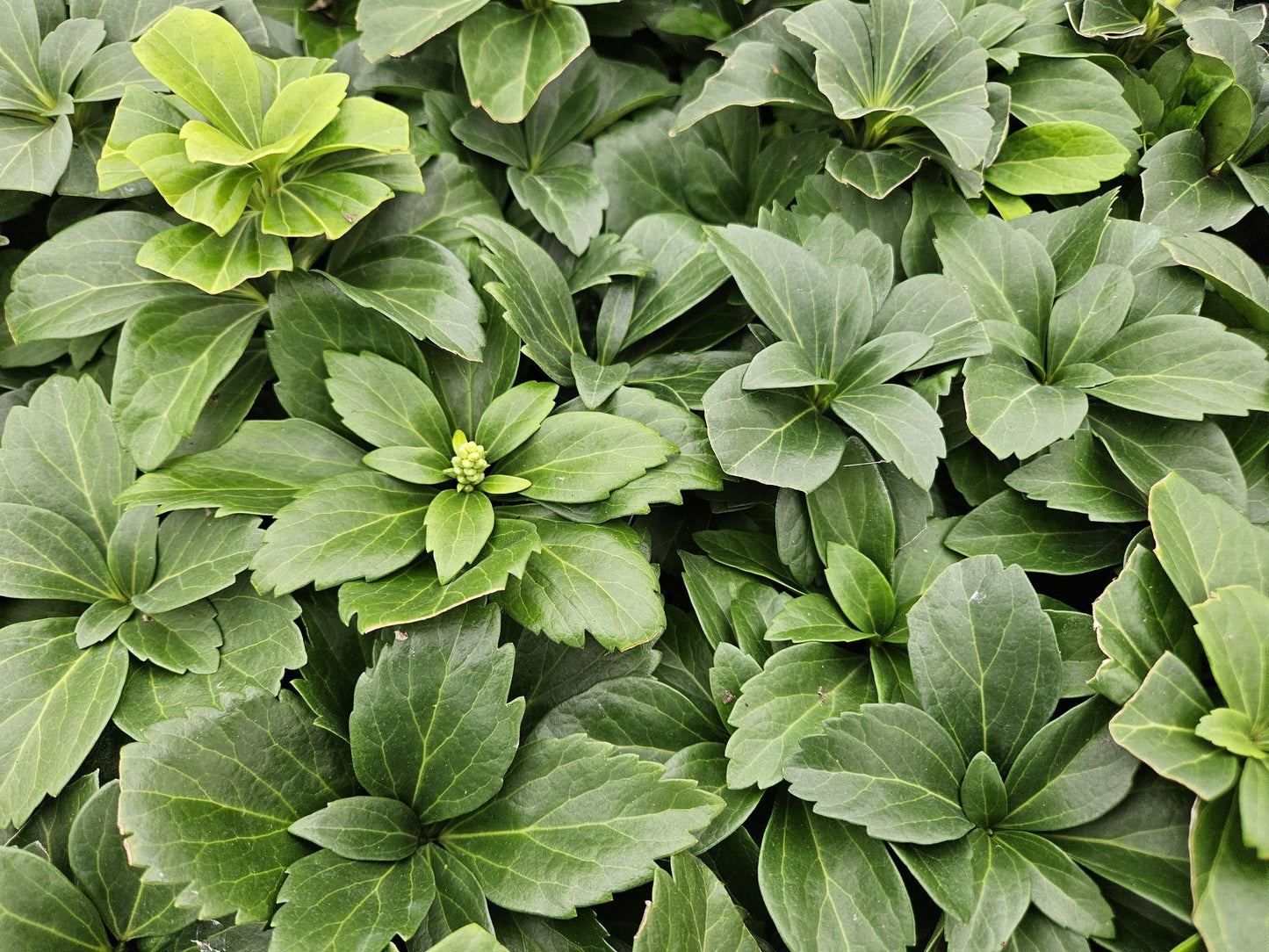 Pachysandra terminalis – ↕10-25cm – Ø9cm – Immergrün – Bodendecker – Schatten – Pflegeleicht – Japanischer Ysander