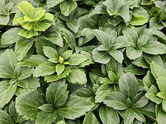 Pachysandra terminalis – ↕10-25cm – Ø9cm – Immergrün – Bodendecker – Schatten – Pflegeleicht – Japanischer Ysander