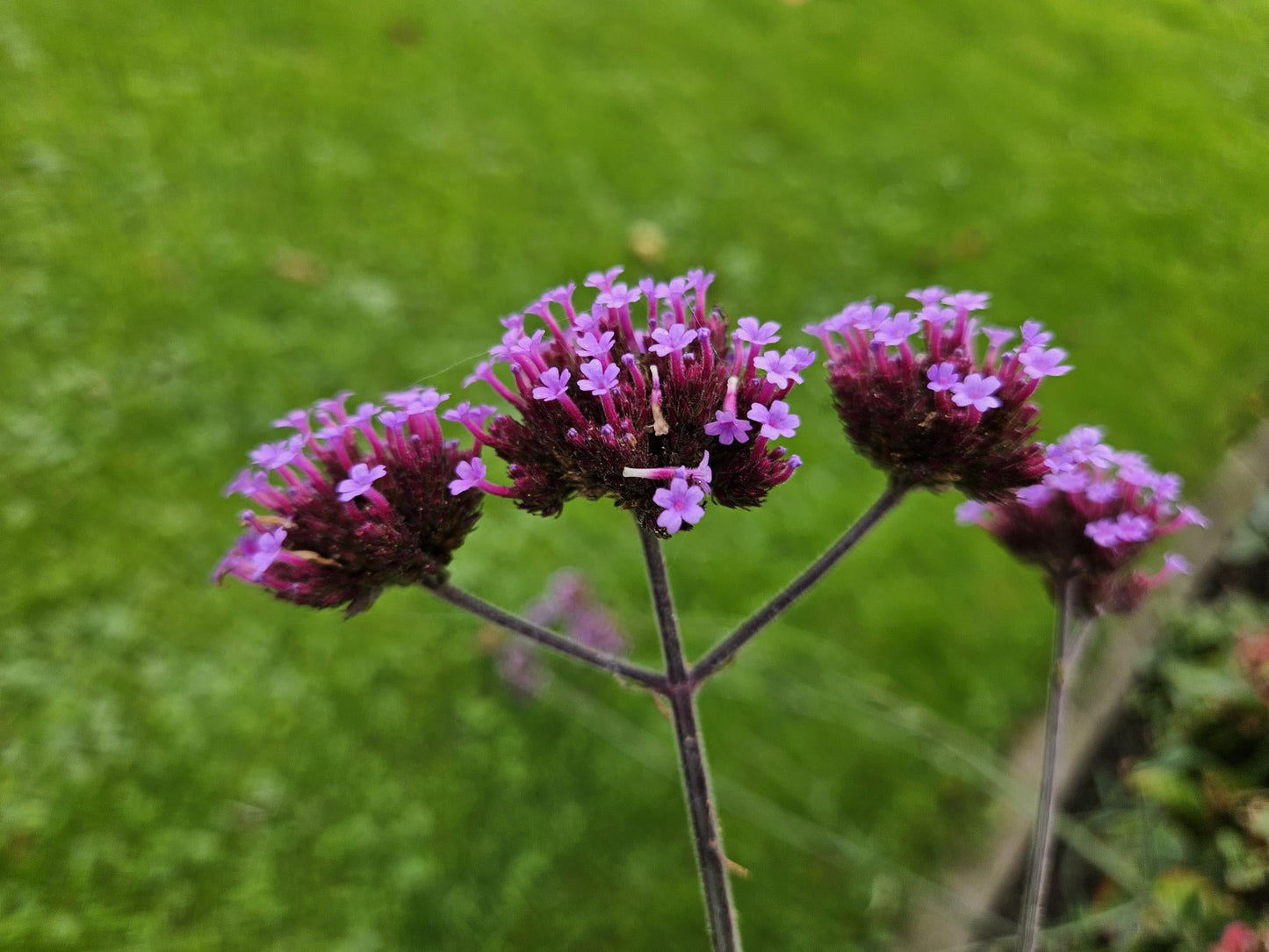Hohes Eisenkraut Verbena bonariensis 'Lollipop' – ↕10-25cm – Ø9cm – Lilafarbene Blüten – Langblühend – Pflegeleicht