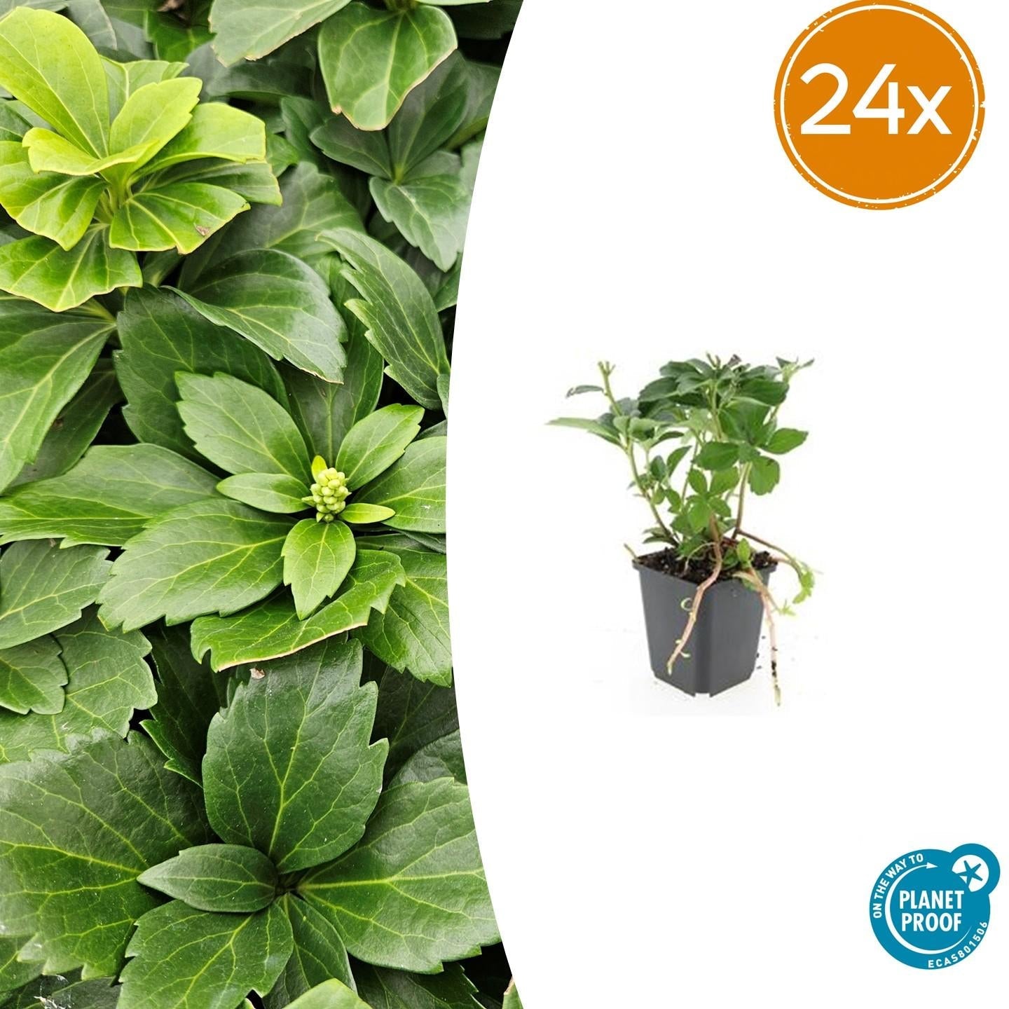 Pachysandra terminalis – ↕10-25cm – Ø9cm – Immergrün – Bodendecker – Schatten – Pflegeleicht – Japanischer Ysander